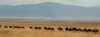 Wilderbeest on African Safari